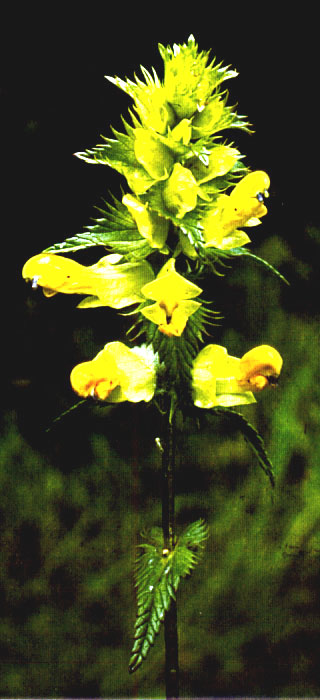 Rattle.jpg (64889 bytes)